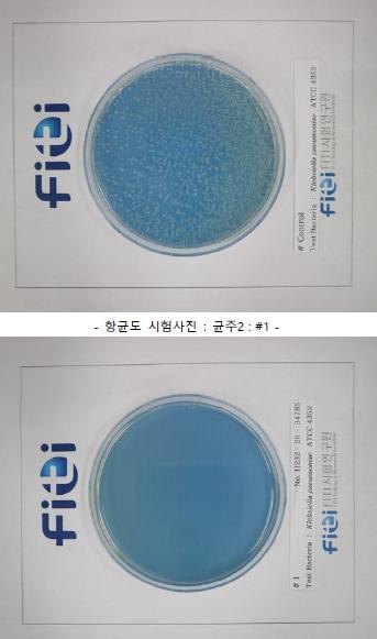 K. pneumoniae test photographs