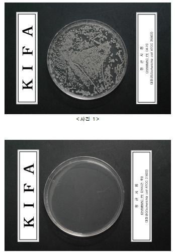 E. coli photographs
