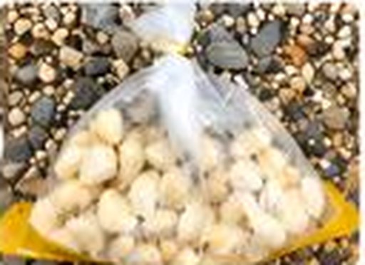 Garlic test sample