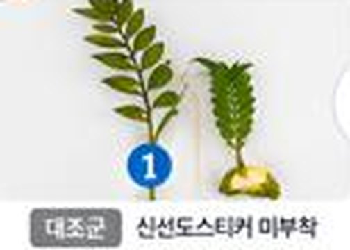 Foliage plant control