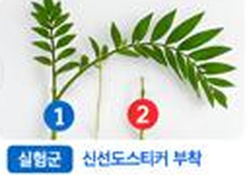 Foliage plant test sample